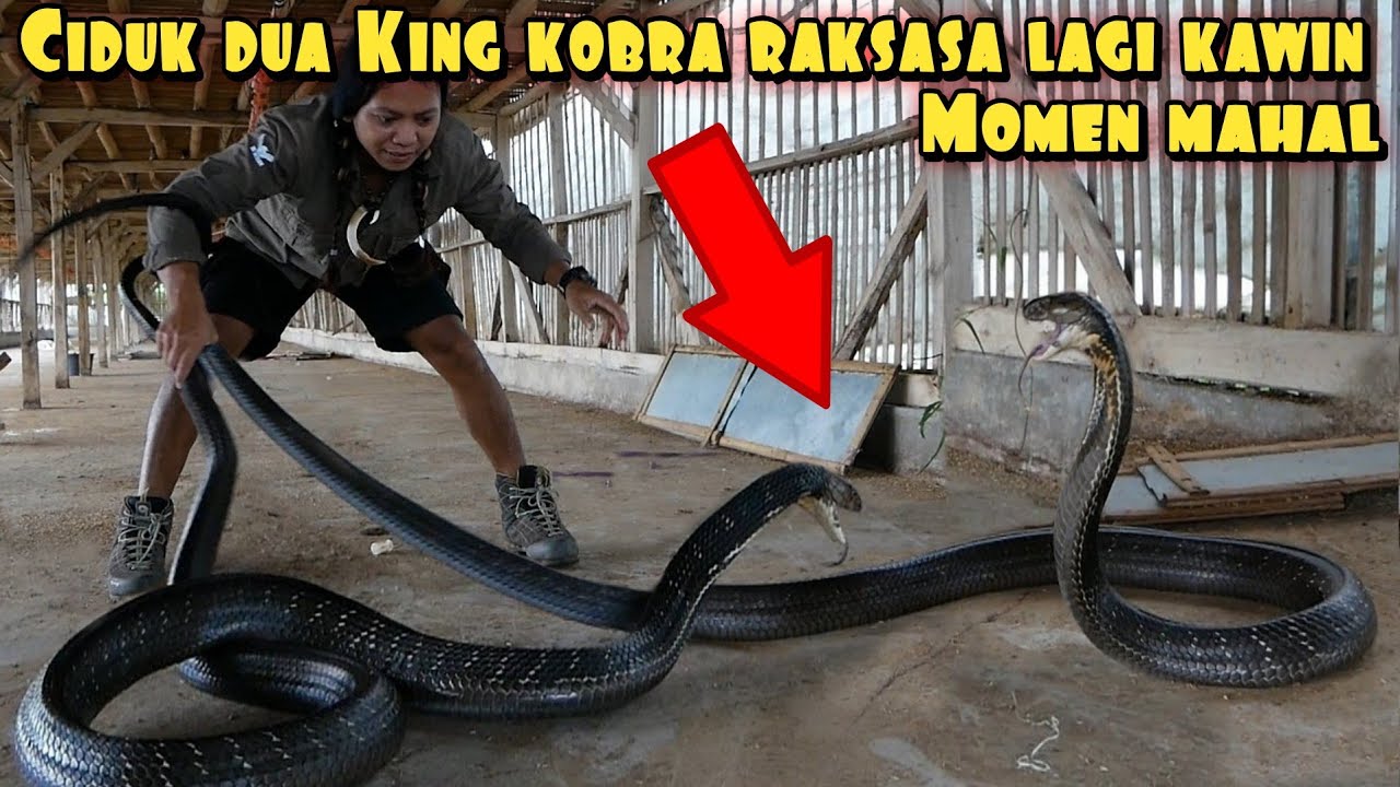 CIDUK DUA SOSOK KING KOBRA RAKSASA HITAM LAGI K4WIN
