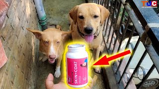 Drools Supplement Skin & Coat Solution For Dogs | TUC