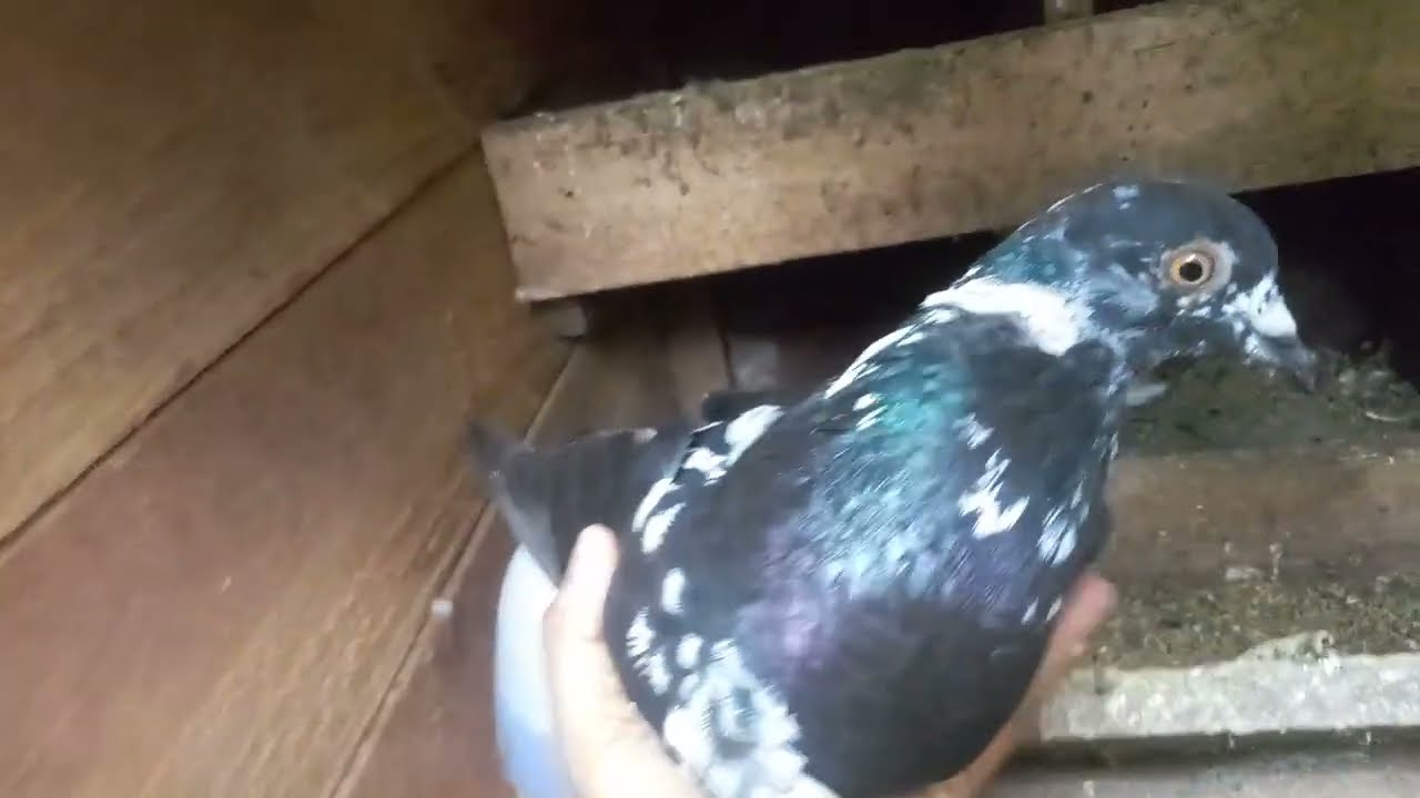 අලුත් අව්රුද්දෙ වහලෙට බපු අමුත්තා🧡💙❤️❤️❤️❤️