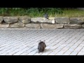 Cat vs pigeon vs priest