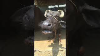 buffalo sounds animals #short#video#village