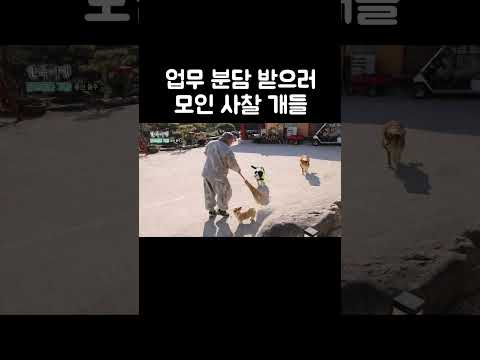 일이고 뭐고 스님이 좋은 사찰 개들 #shorts