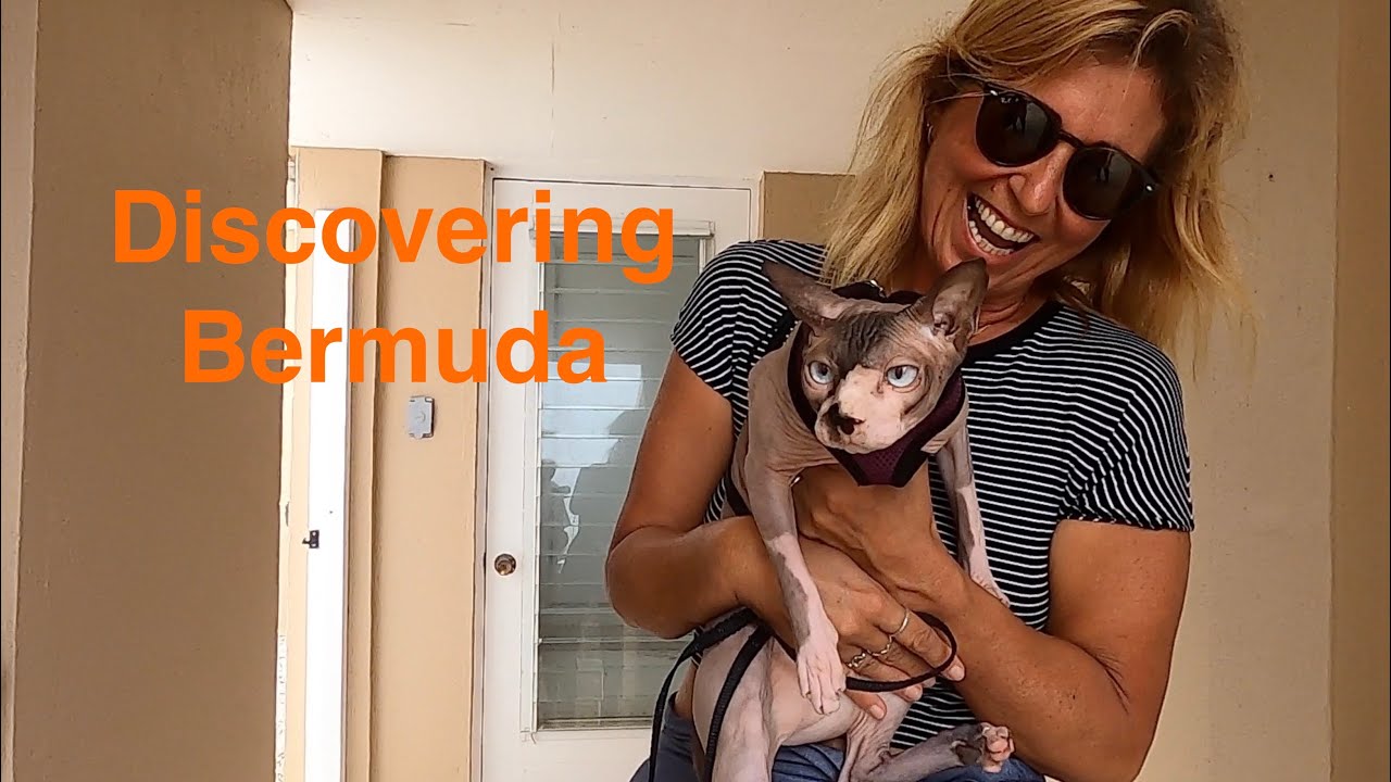 SCARY NAKED CAT.We love our Sphynx baby! Sailing Ocean Fox Ep 121