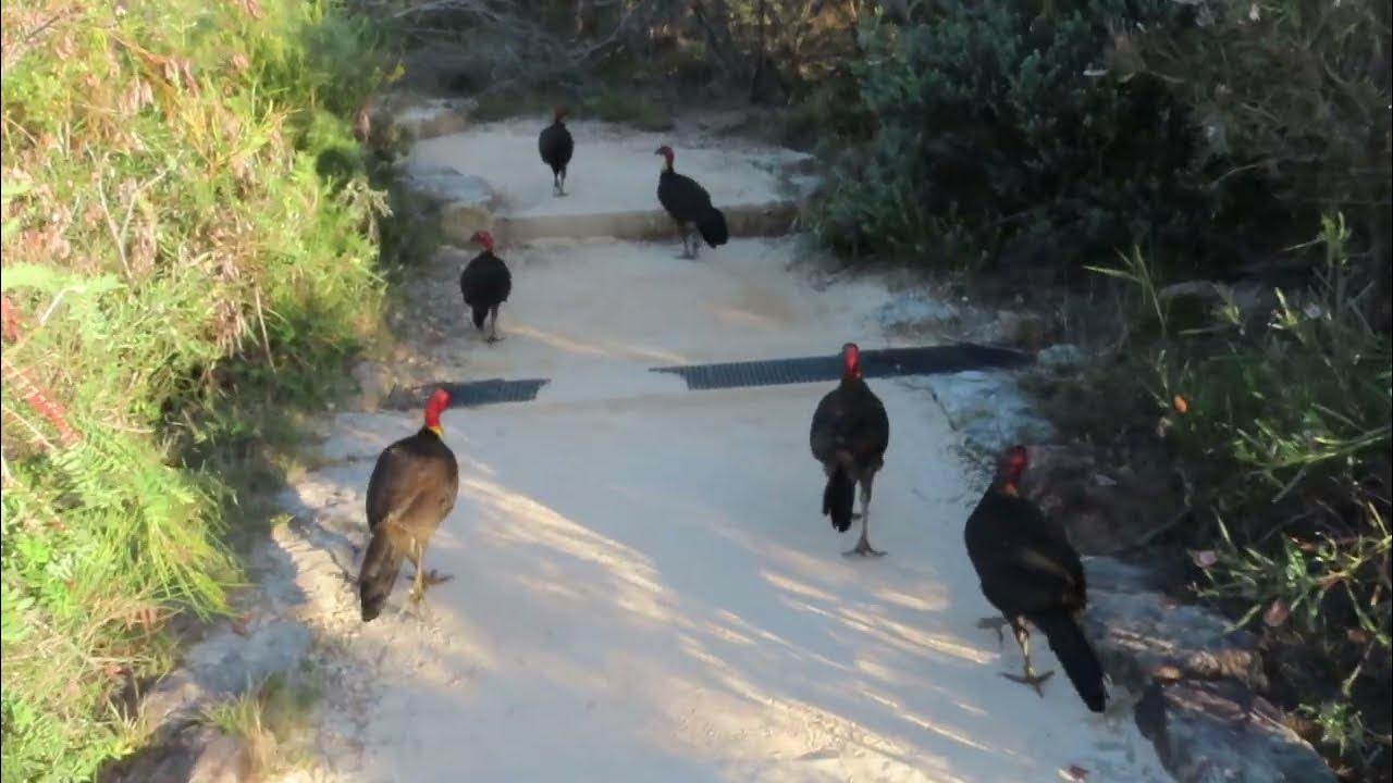 Following Australian Brushturkeys on a path YouTube