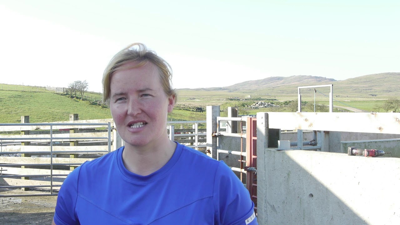 The Galloway Breed (trailer 1)