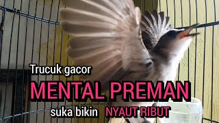 trucukan gacor MENTAL PREMAN ini ahlinya buat memancing agar trucuk gacor NGAMUK EMOSI seketika