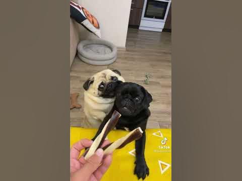 Смешные мопсы - YouTube