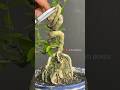 Beautiful curved bonsai, the leaves are so fresh