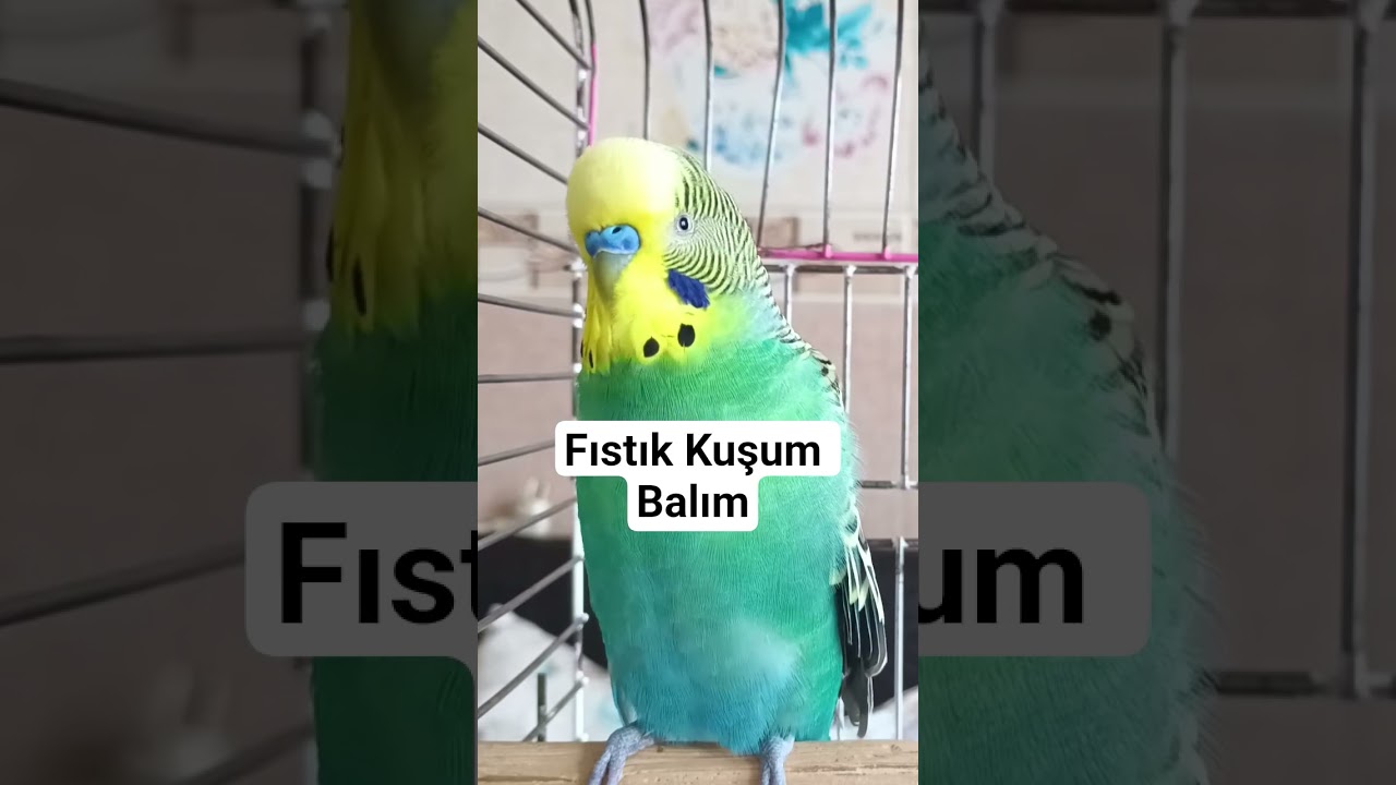 Muhabbet kuşu #birds #budgies #talkingparot #parrot #parrot #birdsong #muhabbetkuşu #lovebirds