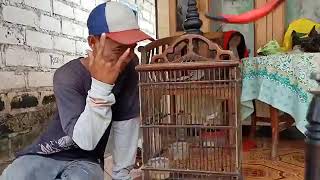Prenjak betina tarung JOSS (PMT)
