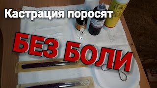 Эксперимент « Кастрация без боли ». Кастрация поросят. Эксперимент « Кастрация без боли ». Кастрация поросят.