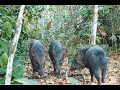 Pacas se estranham e bate a pata - Wild animals of the Amazon - Brazil