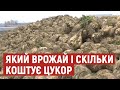 На Волині завершився збір цукрових буряків: як вродили і скільки коштує цукор