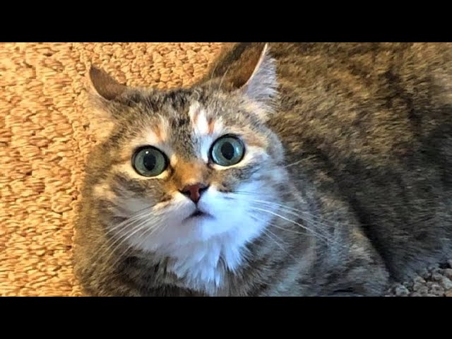 Funny Animal Videos - Hilarious Cat Reactions - Week #180 — Eightify