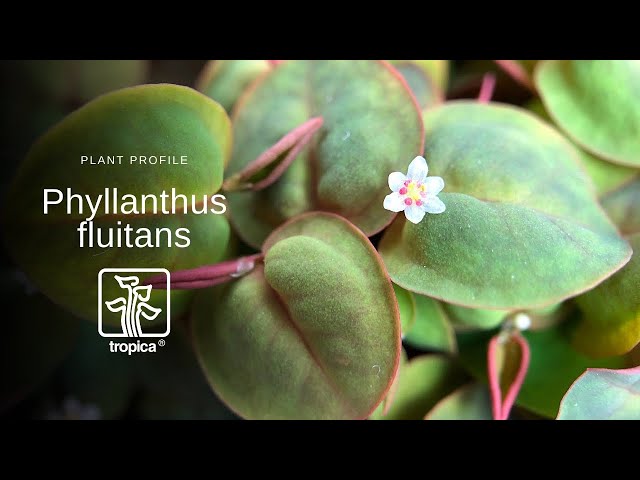 Watch Phyllanthus fluitans on YouTube.