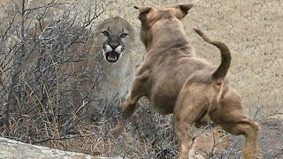 Pitbull vs Mountain Lion Puma (Cougar) Real Fight by PITDOG 1,120,159 views 2 years ago 8 minutes, 46 seconds