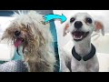 DOG GROOMING TRANSFORMATION - You Won&#39;t Believe in what Condition we Found it...