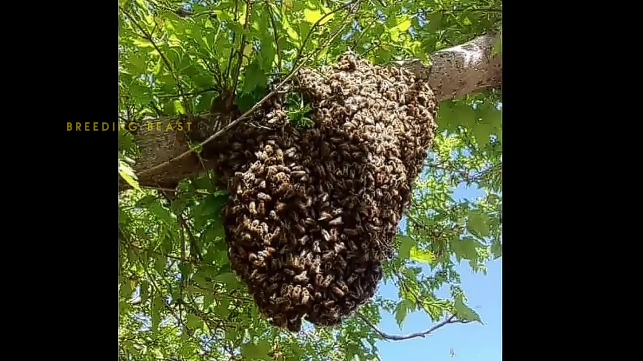 Theni valarppu Honey bee🐝 farming and introduction in tamil part2