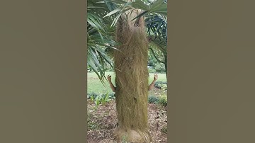 Thumbnail of Parts Of A Plant (song)
