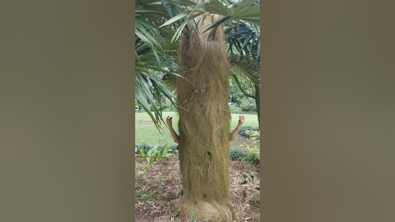 Parts Of A Plant (song)