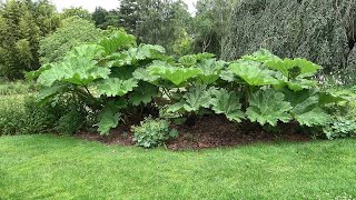 Gunnera manicata & tinctoria How to tell the difference?