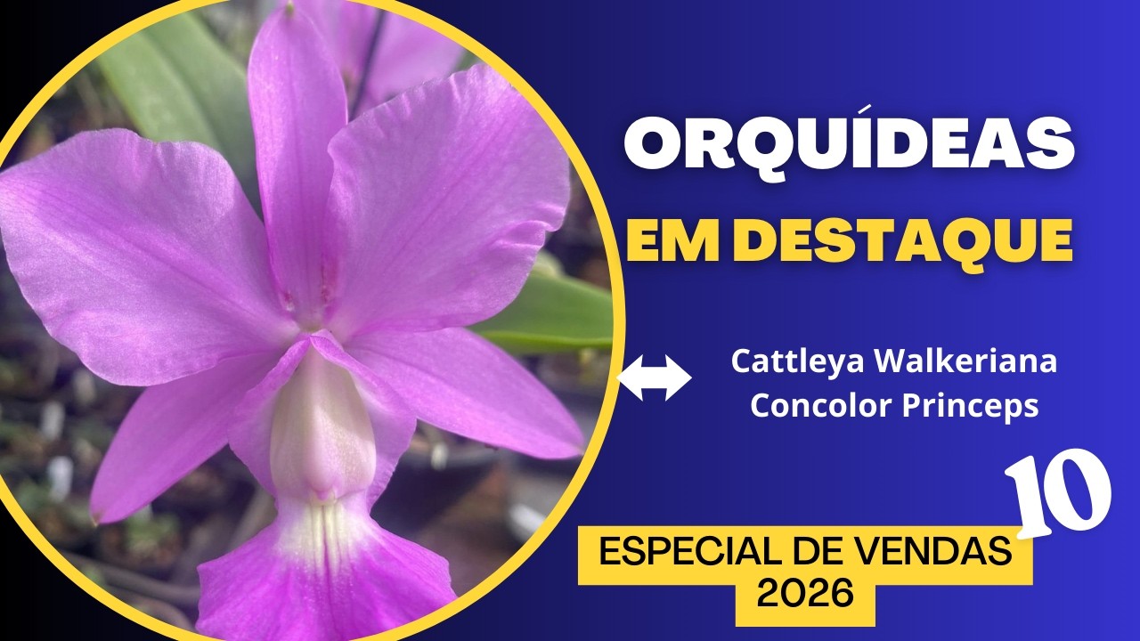 ORQUÍDEAS EM DESTAQUE - Especial de vendas 10 - 2026 - CATTLEYA WALKERIANA CONCOLOR PRINCEPS