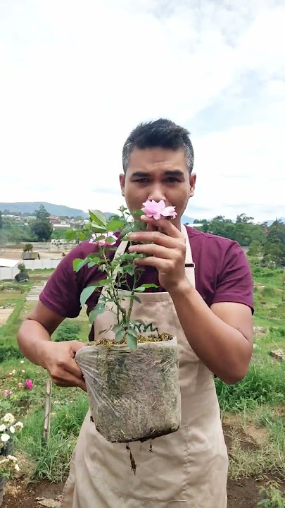 FREE BULGARIAN ROSES | WA: 0821-2911-5607