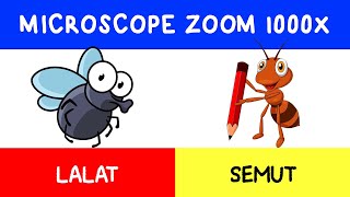 MICROSCOPE ZOOM 1000x : LALAT & SEMUT | FLY & ANT