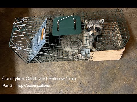 CountyLine 1-Door Catch-and-Release Live Animal Traps, 2-Pack at Tractor  Supply Co.