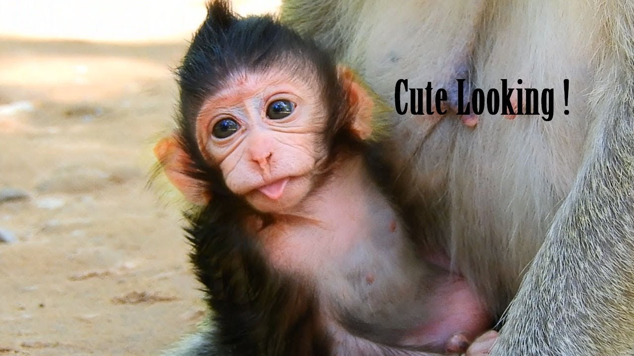 foundry Lizza Surprise Showing Tongue, Beautiful Eyes And Tongue