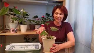 видео: Антуриум не растет, почему? Новые компоненты для приготовления грунта. картинка: Антуриум не растет, почему? Новые компоненты для приготовления грунта.