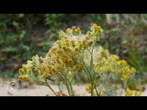 [12 Hours] Crickets, birdsong, forest noise for deep sleep and relaxation | Sounds of nature
