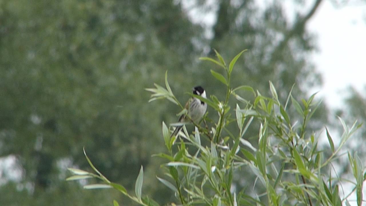 Reed Bunting (Song)