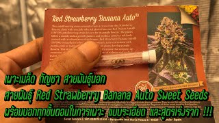 เริ้มเพาะเมล็ด กัญชา สายพันธุ์นอก Red Strawberry Banana Auto Sweet Seeds บอกขั้นตอนทั้งหมด#marshydro