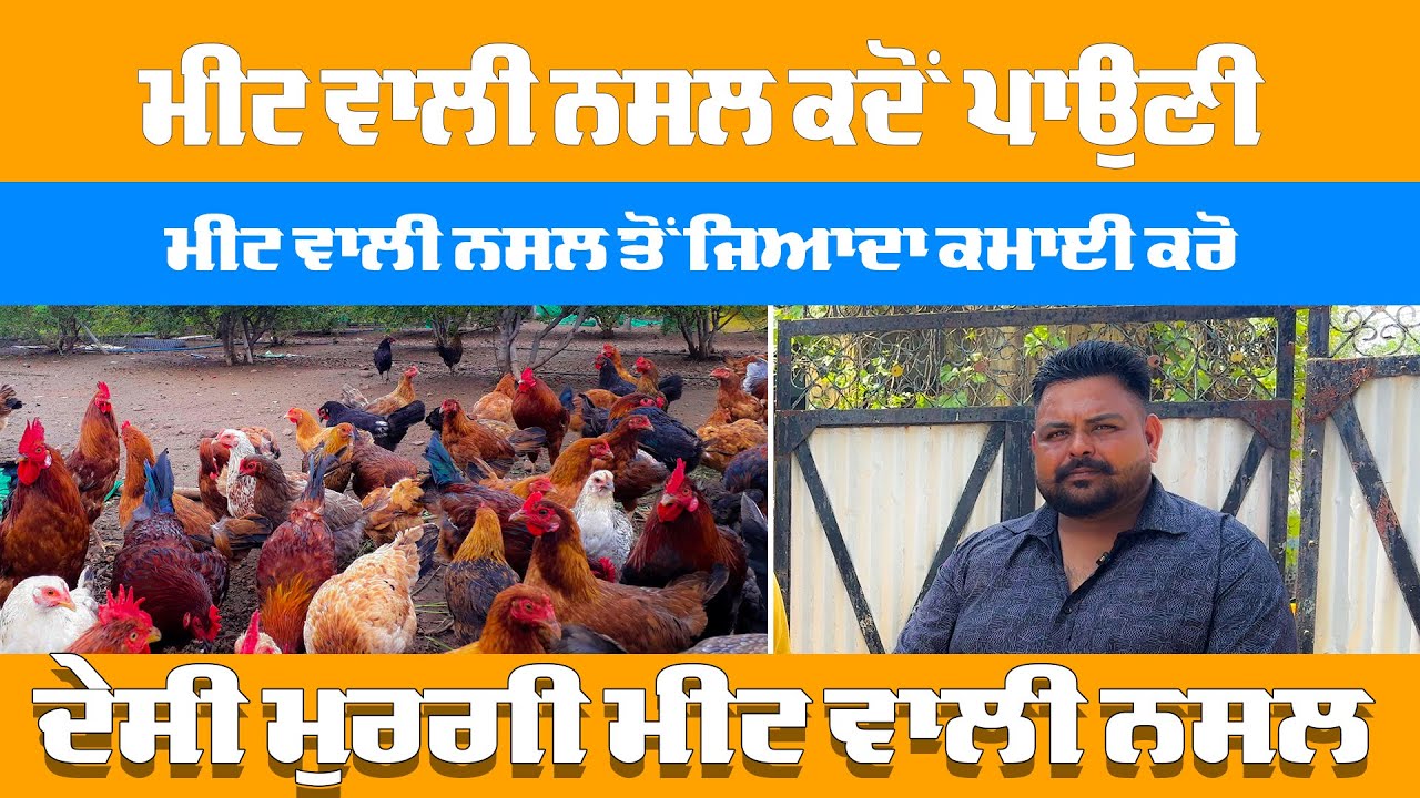 ਮੀਟ ਵਾਲੀ ਨਸਲ ਕਦੋਂ ਪਾਉਣੀ ਚਾਹੀਦੀ - ਦੇਸੀ ਮੁਰਗੀ ਪਾਲਣ Desi Poultry Farming