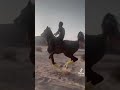 Arabic Horse Dance