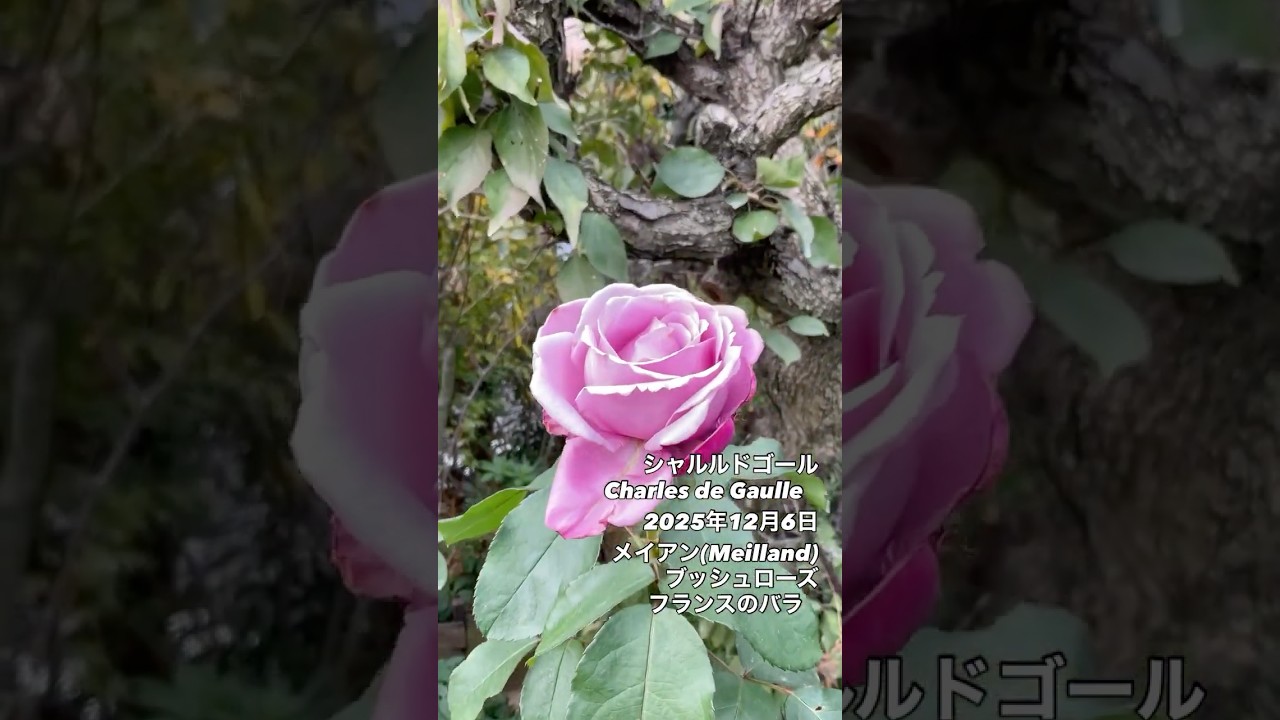 シャルルドゴール Charles de Gaulle⠀⠀2025年12月6日メイアン