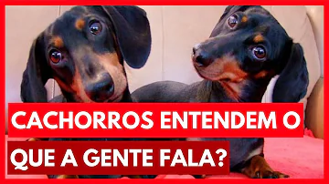 Quais são as palavras que o cachorro entende?