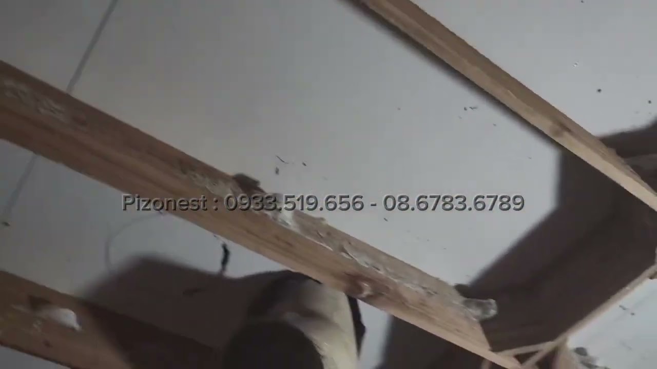 Ưu nhược điểm của phun sương cao áp trong nhà yến mà ae cần biết #pizonest