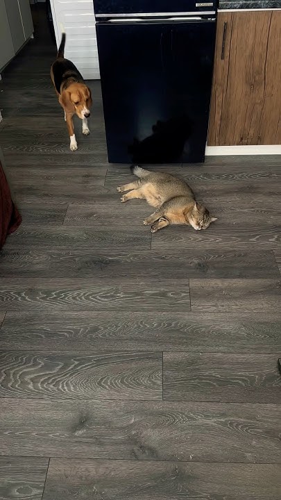 #пёспоименимани #мани #dog #щенокбигля #собака #животные #питомцы # ...