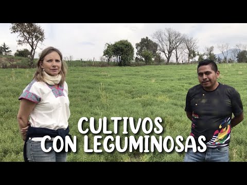 Fertilización de cultivos con leguminosas en Michoacán