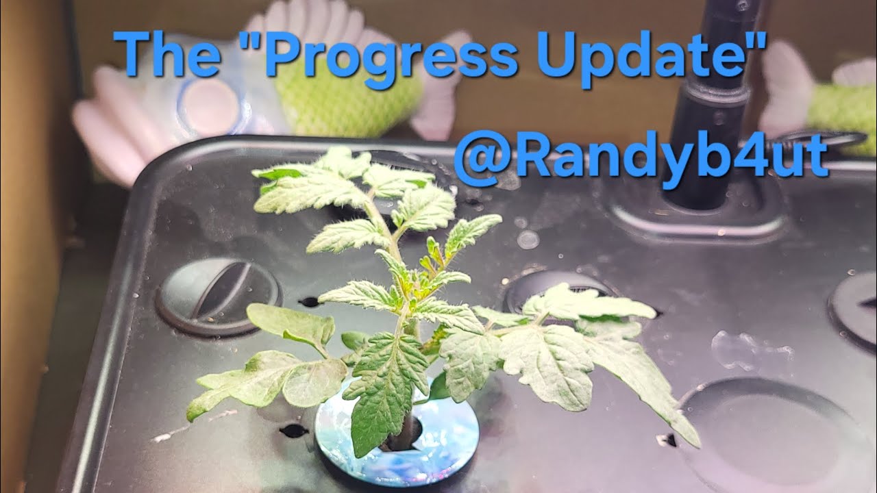 Hydroponic Dwarf Tomato Update! @Randyb4ut 