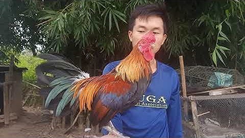 saib qaib dib thiab xaiv qaib dib cuab tuaj zoo 2020 2021