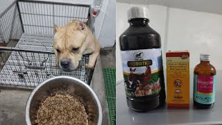 American Bully | Pagkain at Vitamins | 1 Month Possible Pregnant