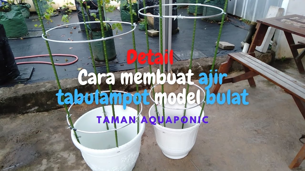 Detail !!! Membuat Ajir Tanaman Tabulampot Anggur untuk Menanam di Lahan Terbatas