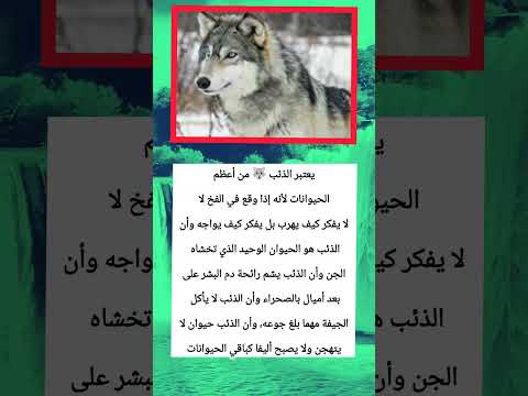 معلومات عن الذئب معلومات ذئب هل تعلم سؤال وجواب حيوانات حياة اكسبلور المغرب الجزائر