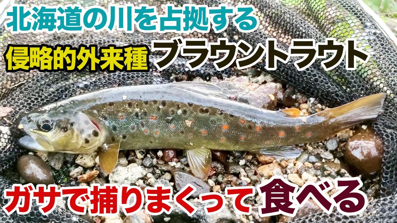 北海道の川を占拠する侵略的外来種ブラウントラウトをガサで捕りまくって食べる