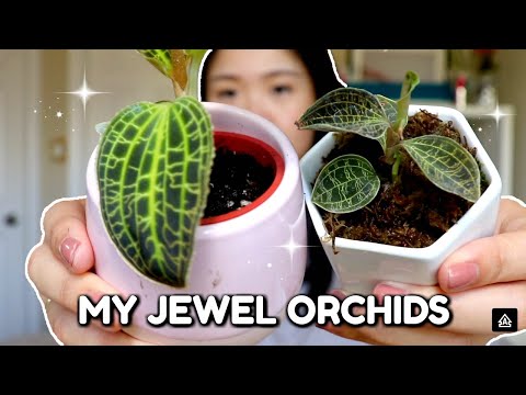 My Jewel Orchid Collection | How to Care for Jewel Orchids