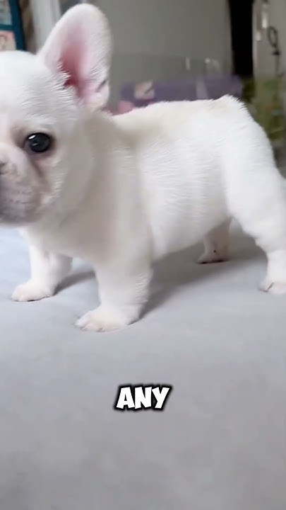 Bro Skates Better Than Me Lol animals entertainment YouTube bro-skates-better-than-me-lol-animals-entertainment-youtube