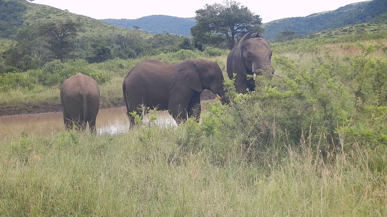 African Elephant (Loxodonta africana) - Video 3/4